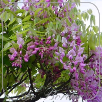 Wisteria floribunda 'Honbeni'