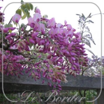 Wisteria floribunda 'Honbeni'