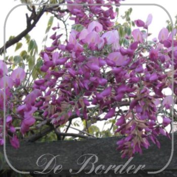 Wisteria floribunda 'Honbeni'