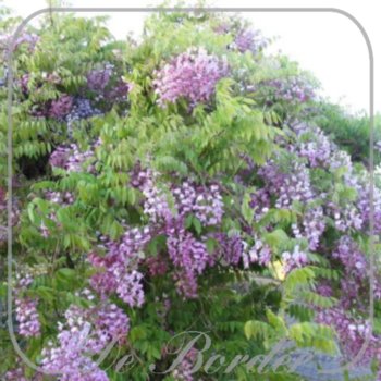 Wisteria floribunda 'Honbeni'