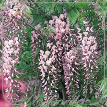 Wisteria floribunda 'Honbeni'
