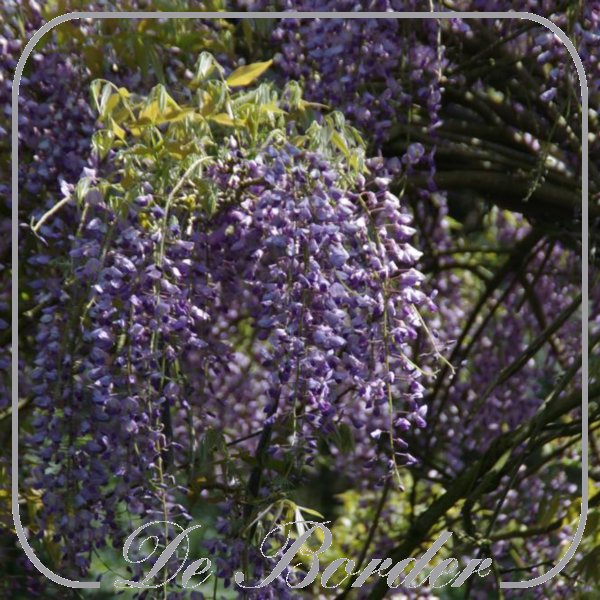 Wisteria floribunda 'Violacea Plena'