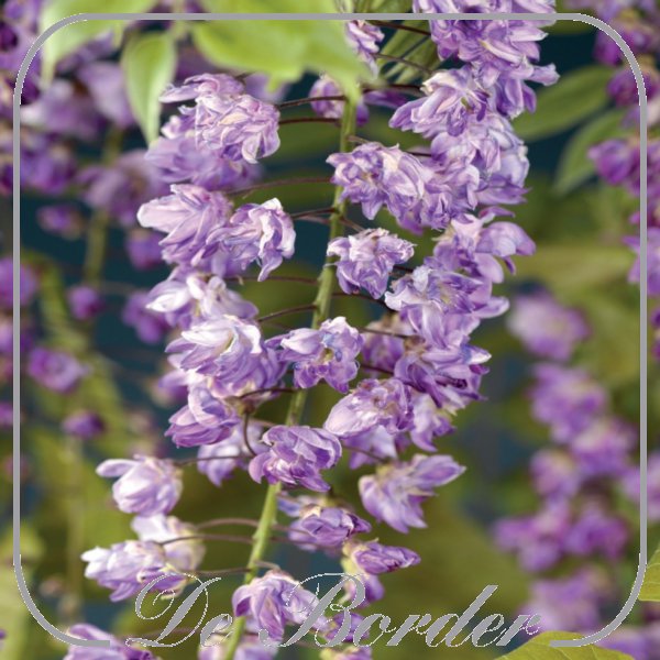 wisteria-floribunda-violacea-plena-746 Wisteria floribunda 'Violacea Plena'