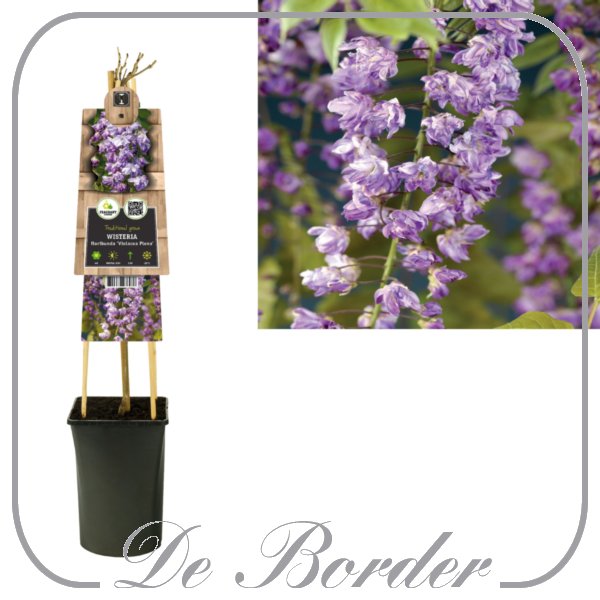 wisteria-floribunda-violacea-plena-748 Wisteria floribunda 'Violacea Plena'