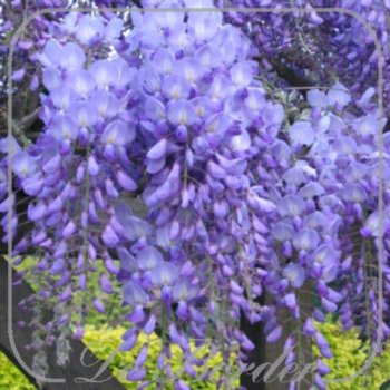 Wisteria sinensis 'Prolific'