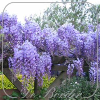 Wisteria sinensis 'Prolific'